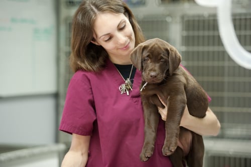 Veterinary-assistant